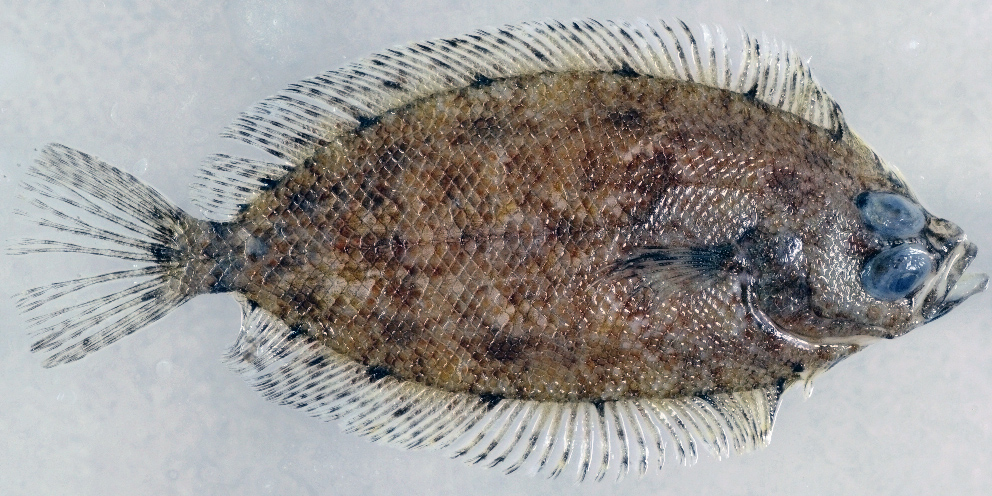 Phrynorhombus norvegicus_03.jpg